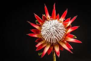 [Königs-Protea]