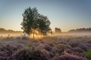 Heideblüte-Morgen