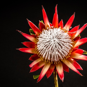 [Königs-Protea]