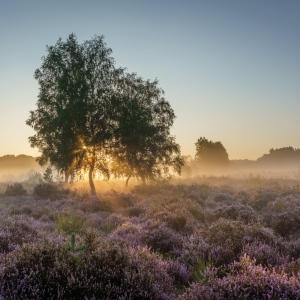 Heideblüte-Morgen