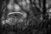 Pilz-Saison 2024