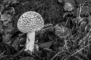 Fliegenpilz