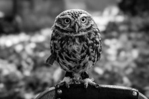 Der Blick