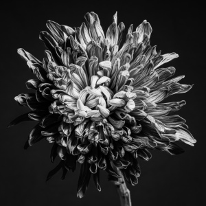 [Chrysantheme-1]