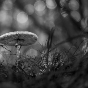 Pilz-Saison 2024