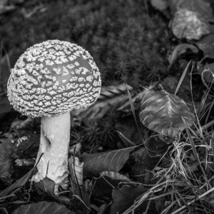 Fliegenpilz