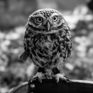 Der Blick