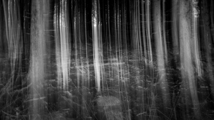 Mystischer Wald