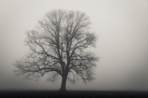 [ foggy day ]