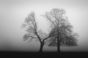 foggy day #2