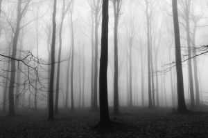 foggy day #3