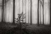 foggy day #5