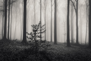 foggy day #5