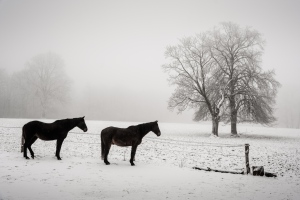 Winterstimmung - winter mood