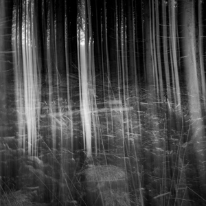 Mystischer Wald