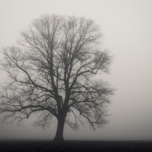 [ foggy day ]