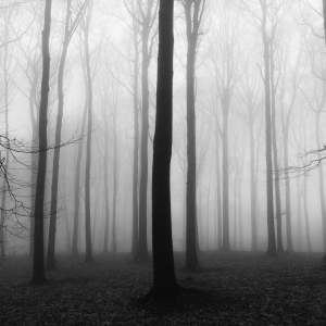 foggy day #3