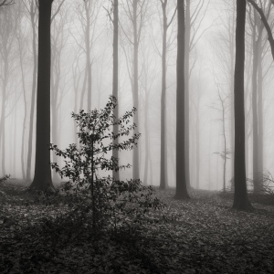 foggy day #5