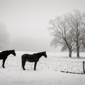 Winterstimmung - winter mood